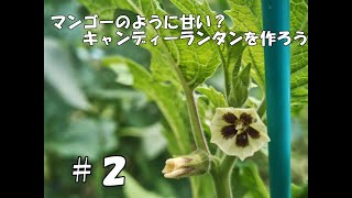 マンゴーのように甘い？キャンディーランタンを作ろう＃２