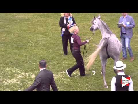 N.44 MB MIANO - Ströhen 2015 C-Show - Colts 3 years old (Class 8)