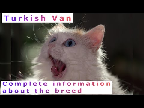 Turkish Van. Pros and Cons, Price, How to choose, Facts, Care, History