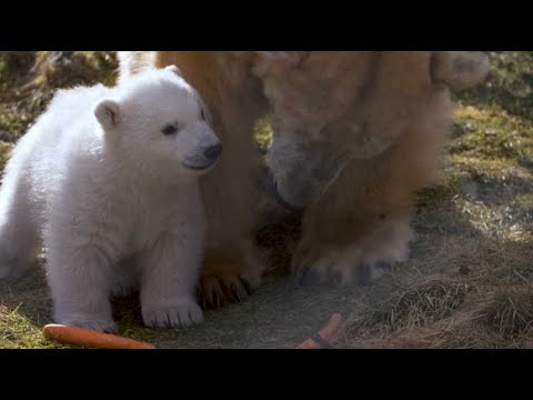 Les premières images d'un ourson polaire né en Ecosse