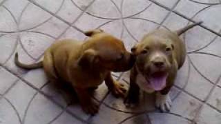 preview picture of video 'PIT BULL ALBANIA LORDI2'