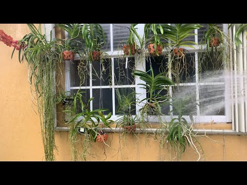 Summer Orchid Watering Routine, Vandas, Oncidiums, Catasetums