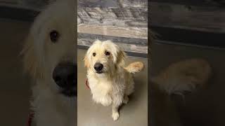 Video preview image #1 Poodle (Standard)-Unknown Mix Puppy For Sale in Grafton, WI, USA