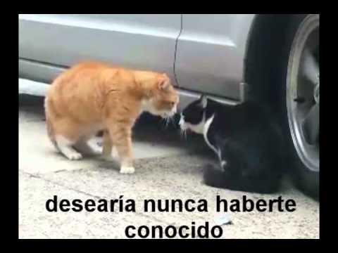 Ruptura a la chilena xD