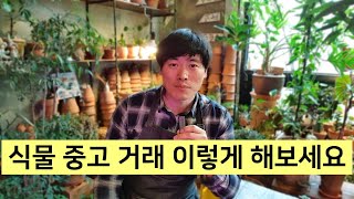 중고거래 사이트에서 식물 구매할 때 사기꾼 조심하세요.