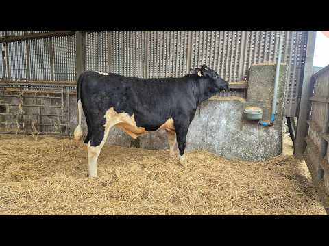 Lisduff Bulls - Image 2