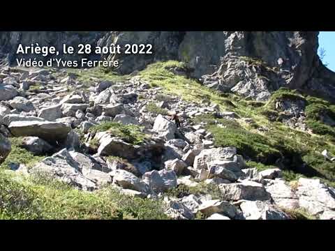 Vidéo : rencontre inattendue avec un ours en Ariège | aout 2022