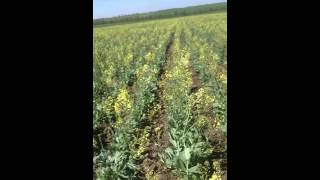 Капуста Амагер: отзывы, описание сорта, фото, видео, отзывы ...