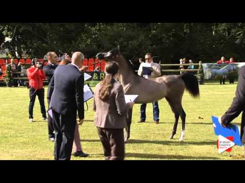 N.10 NADIRA KA - Bruges 2015 National - Yearling Fillies (Class 1)