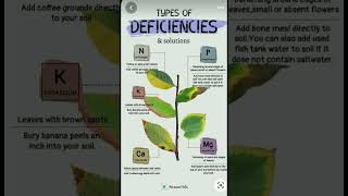 Types of deficiency in plants 🪴 and solutions
