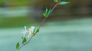 CANON 5D MARK iii CANON 70 200 F2.8