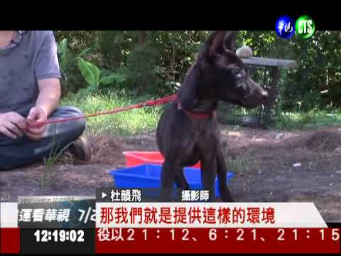 流浪狗悲歌! 攝影師拍遺照送行