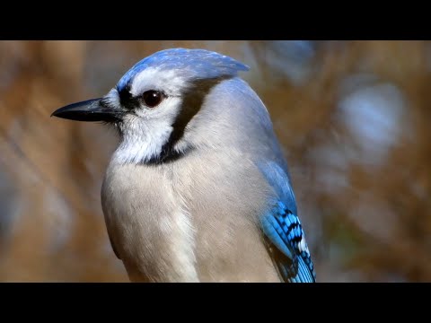 Blue jay call sounds, eating | Bird
