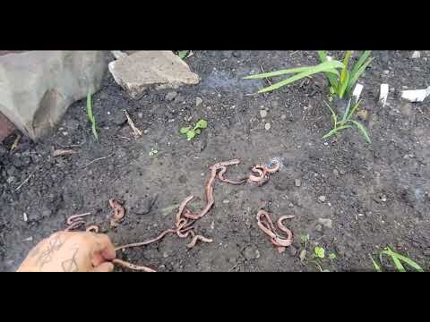 Catching Worms in your Backyard