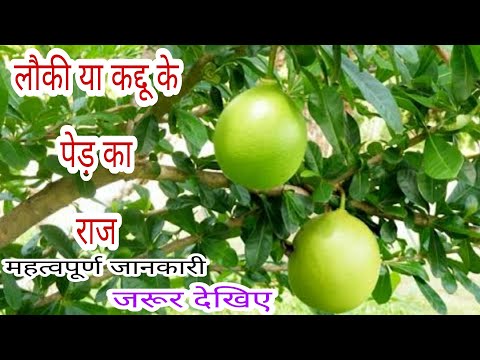 लौकी या कद्दू के पेड़ का राज| lauki ya kaddu ka ped |calabash tree