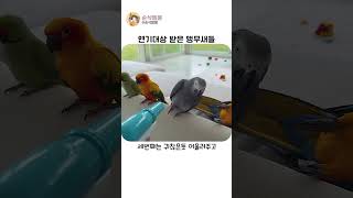 연기대상 받은 앵무새들 #앵무새