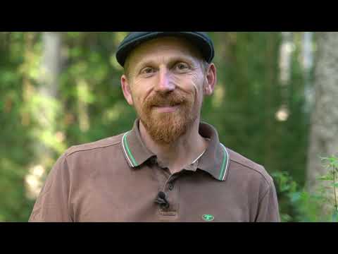 Brennesselsamen - das Superfood, Anleitung zum Sammeln und Trocknen