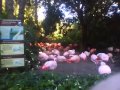 Chilean Flamingos La Zoo