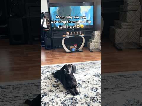 EXCUSE ME, WATCH ME INSTEAD 👀🐶❤️