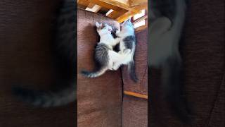 Kittens Play Time ..🥰😹 #shortsfeed #shorts#kittens #catvideos #cutestkittens