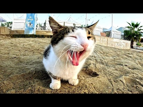 This bastard cat REFUSED me CARESS HIM😁, but turned out to be a ideal video model🤣