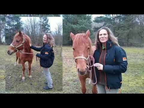 x WERBUNG x Anja‘s How To Use LAVYLITES For Horses and Ponies❣️☀️