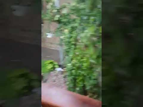 plevna, preluare meteo buzau original