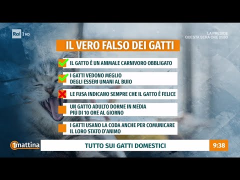 Il vero falso dei gatti domestici - Unomattina 19/01/2026