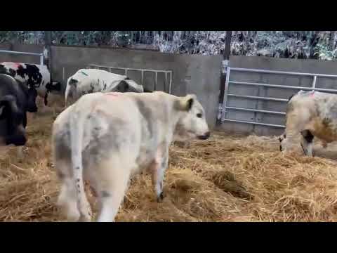 19 Super Belgian blue weanlings bulls for sale - Image 2