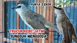 Download lagu This is the Reason Why East Java's Trucukan Kebo is Most Sought After by Collectors mp3