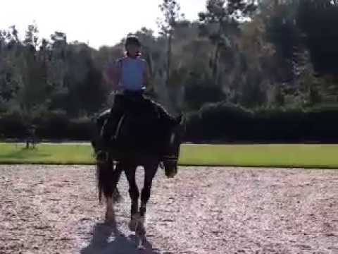 Axel ( sire NEGRO) walk