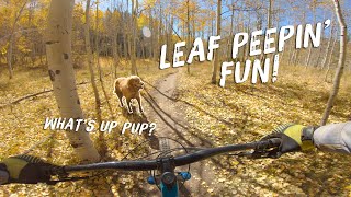 Leaf Peepin' on Strand Hill