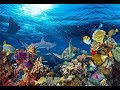 Recifs coralliens - La beauté sous marine - Documentaire Nature
