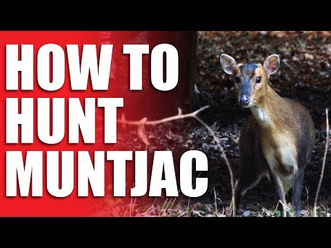 How to Hunt Muntjac How to Hunt Muntjac