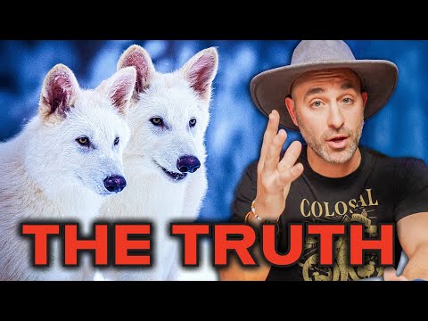 The Dire Wolf is Alive -  Extinction Reversed?