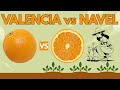 Valencia Vs Navel Oranges Comparison