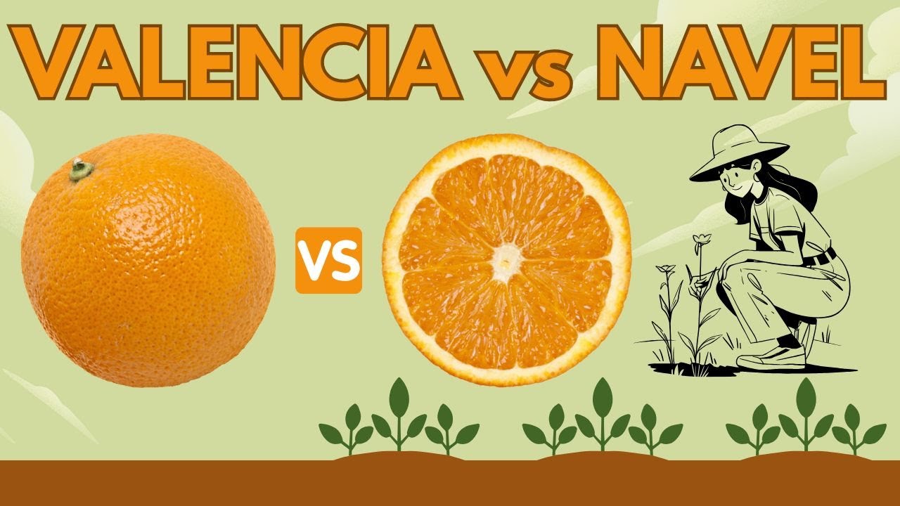 Valencia vs  Navel Oranges Comparison