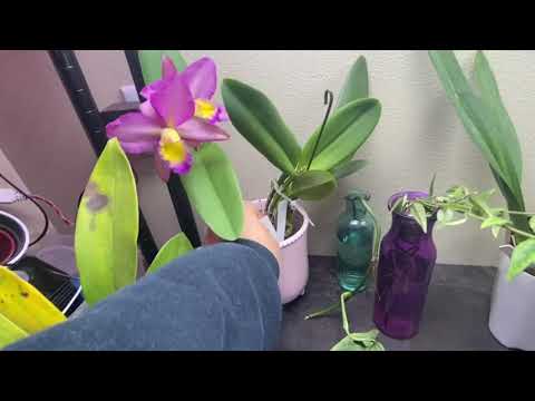 Dining section Orchids Quick Update 12-2021