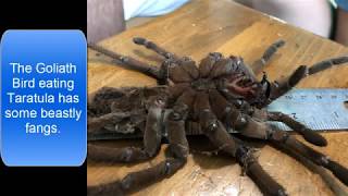 Goliath Bird Eating Tarantula Molt