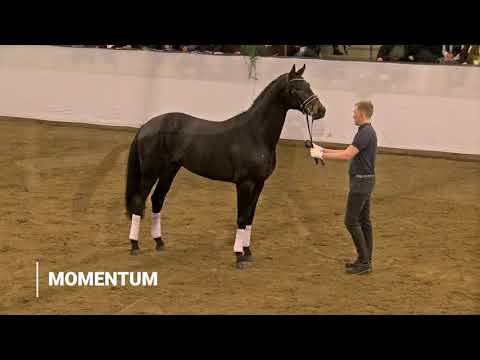 Highlights der Hengstvorstellung des HLG Marbach 2020