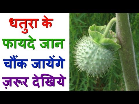 download lagu mp3 mp4 Datura Oil Benefits, download lagu Datura Oil Benefits gratis, unduh video klip Datura Oil Benefits