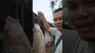 Download lagu catfish mp3