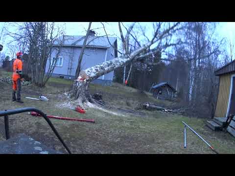 Kuolevan puun tuskanhuuto