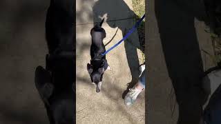 Video preview image #1 Chiweenie Puppy For Sale in Boonton, NJ, USA
