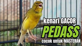 Download lagu Masteran KENARI GACOR ngeroll panjang,Cuit Cuit Emosi AMPUH bikin kenari nyaut ,Masteran MURAI BATU mp3 Download lagu Masteran KENARI GACOR ngeroll panjang,Cuit Cuit Emosi AMPUH bikin kenari nyaut ,Masteran MURAI BATU mp3