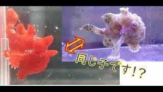イロカエルアンコウの色変わりが凄い・・・おんなじ魚なのって感じです♬