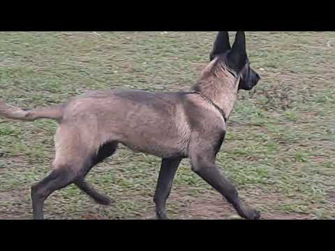Malinois Welpe kaufen