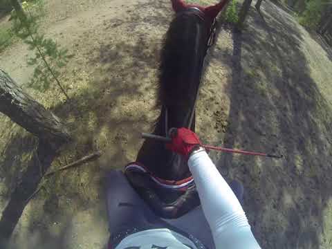 Niinisalo 14-15.7.2018 Luokka 6 60cm