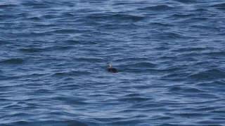 20181115ｱﾋﾞ（阿比）