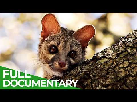 Into the Wild: A Genet's Tale